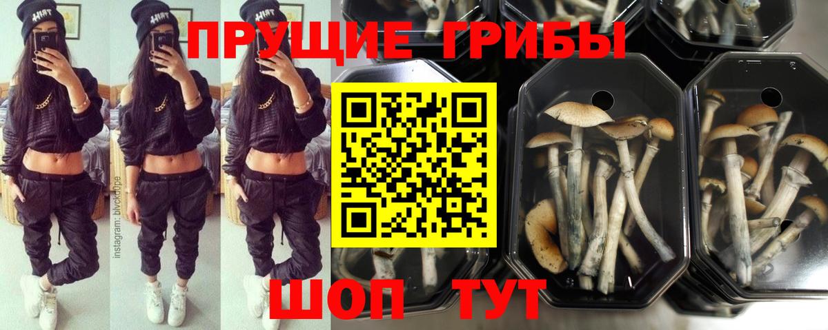 Псилоцибиновые грибы MAGIC MUSHROOMS Павлово